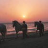 Jeréz-Cádiz-Caballos paseando-6100519A